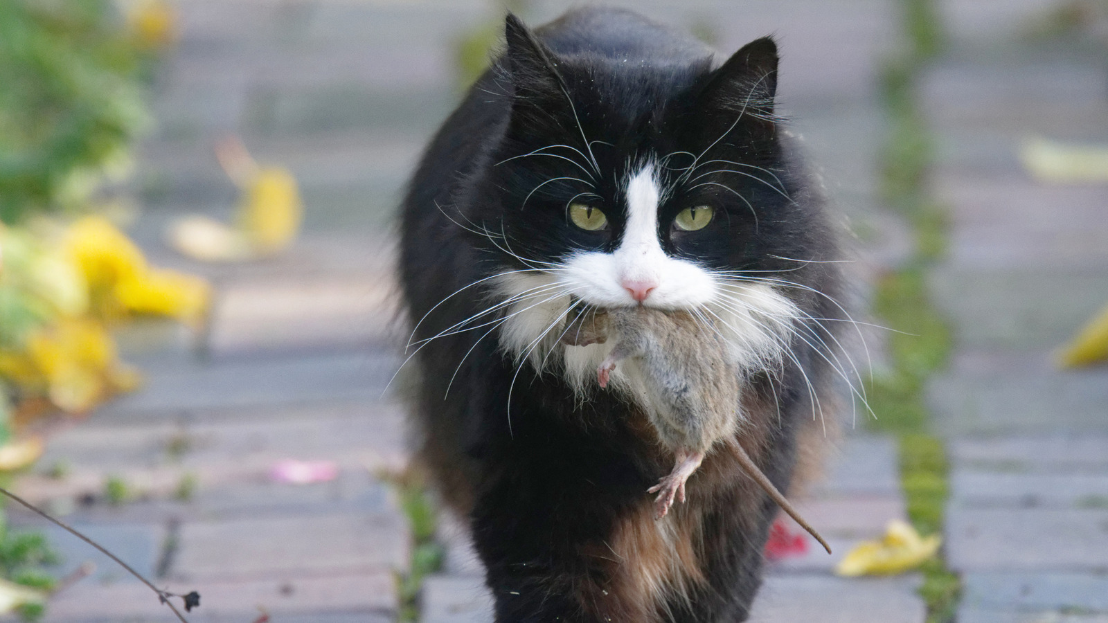 The Scientific Reason Your Cat Brings Home Dead Animals (It's Actually ... - Cats Showing Small Dead Animals To Family Members