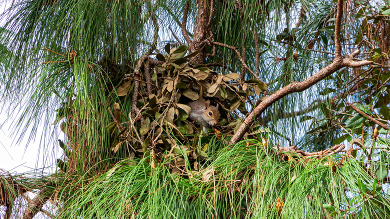 A squirrel peeking its head out of a drey up in a tree