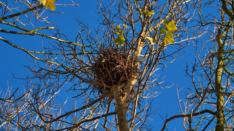 A squirrel drey, a collection of stick and leaves, on a tree outside