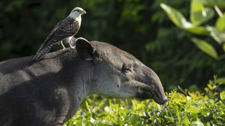 A Baird's tapir with an raptor perched on its back