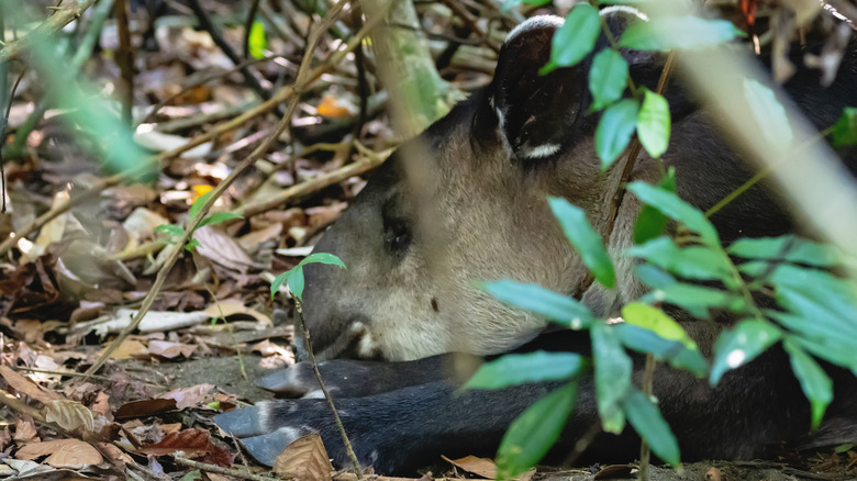 A tapir hiding in the foliage of the forest