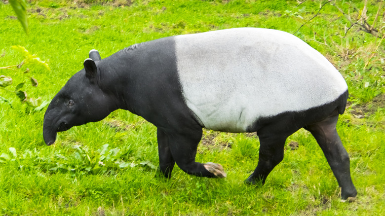 A Malayan tapir with its signature black and white pattern in the wild