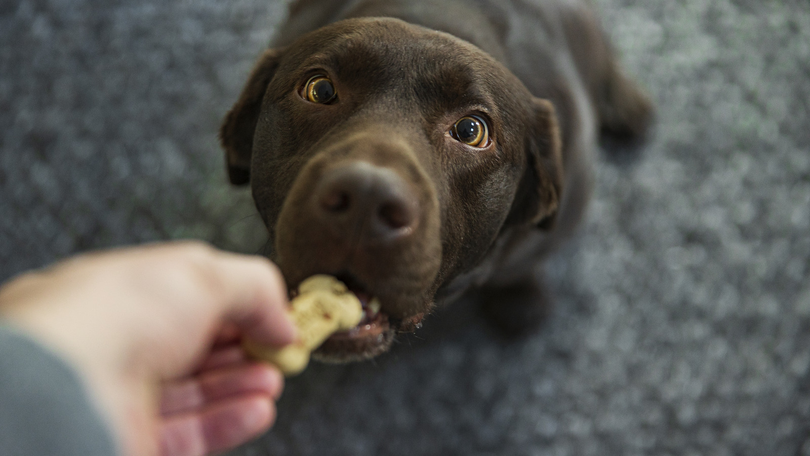 The Sweet Ingredient To Avoid When Purchasing Dog Treats