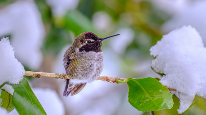 An anna's hummingbird with extra weight to deal with the winter sits on a branch