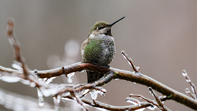An Anna's hummingbird on a winter branch