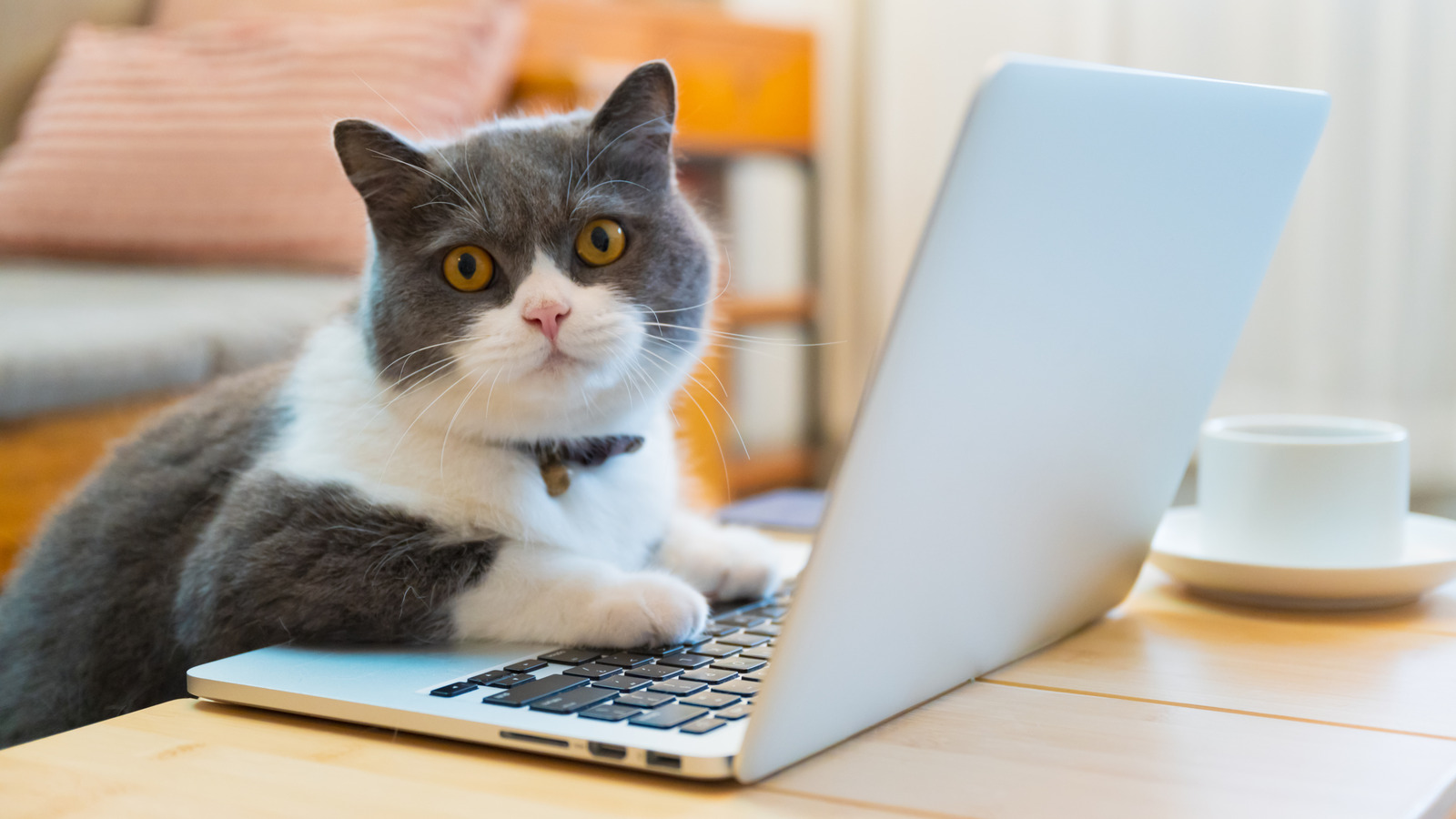 The Unexpected Reason Your Cat Keeps Interrupting Your Work Calls - Cuteness