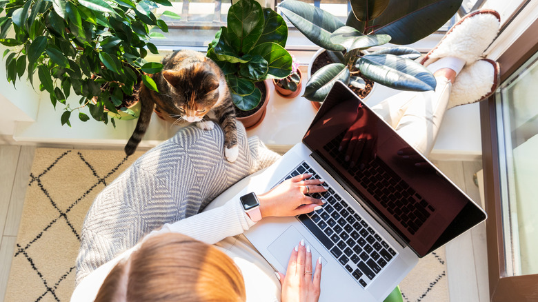 Cat leaning toward laptop screen to see what's going on