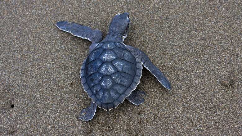 Kemp's ridley sea turlte on beach