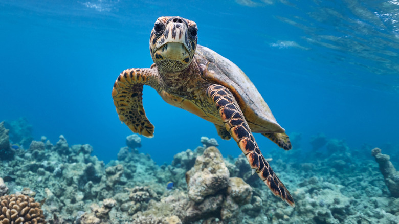 Sea turtle swimming in lagoon