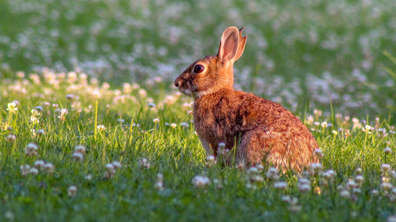 A wild bunny in a clover field