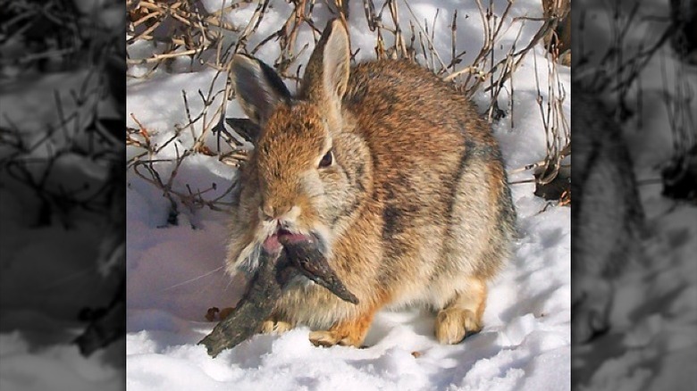 Rabbit with tumors growing from face