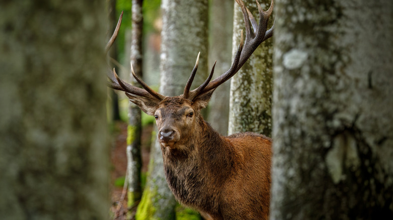 A large red deer in the wild looking alert