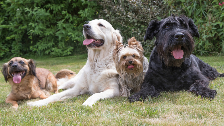 Four dogs looking tired and happy while laying on the ground