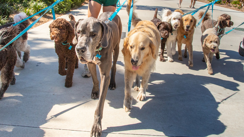 A Great Dane walks with other breeds of dogs