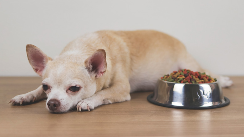 Chihuahua lying on hard floor near food bowl filled with food