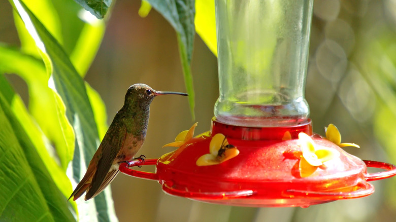 A hummingbird rests on a red bird feeder