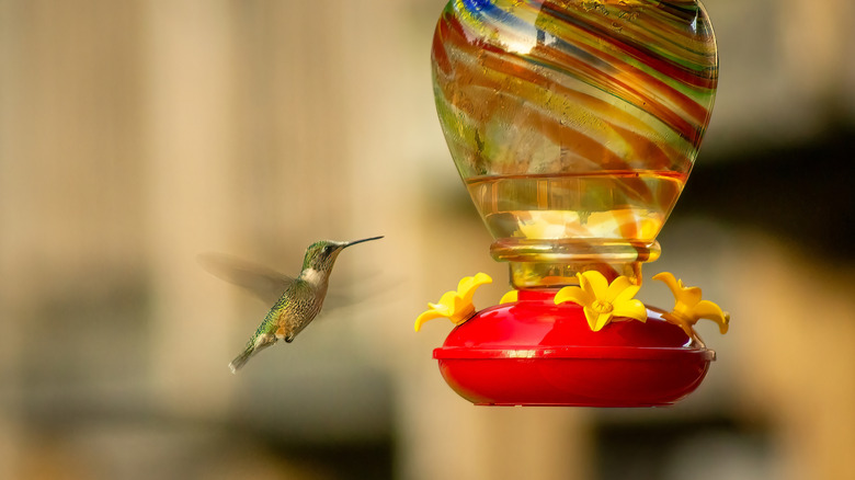 A hummingbird in mid flight approaching a nectar feeder