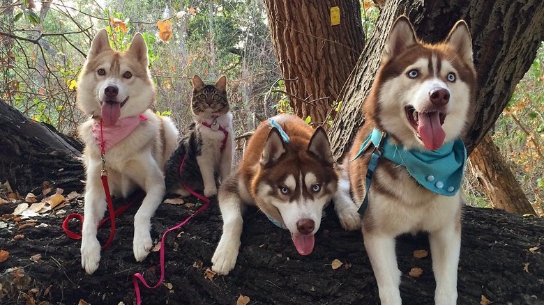 Three Huskies and a cat posing on a log.
