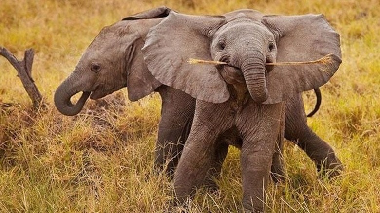 Two elephants, one of which is holding a stick