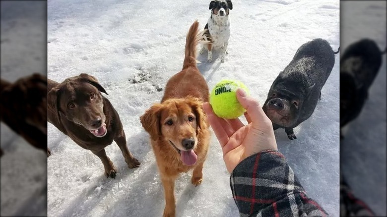 Three dogs and a pig wait for a tennis ball to be thrown.