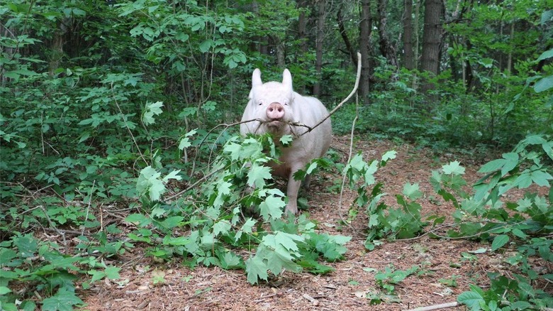 Pig retrieving a large branch.