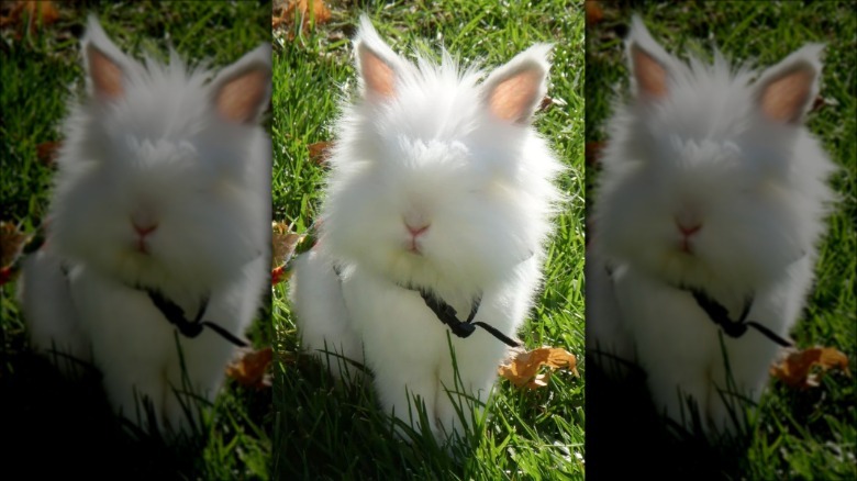 Very fluffy bunny