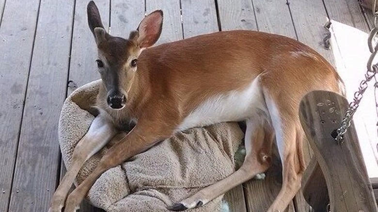 Deer laying on dog bed.