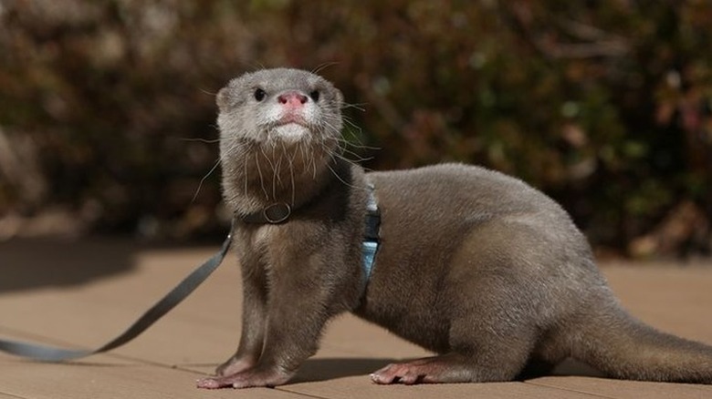 Otter wearing a harness and leash.
