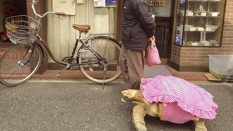 Tortoise in a pink outfit walking next to man holding a matching pink tote bag.