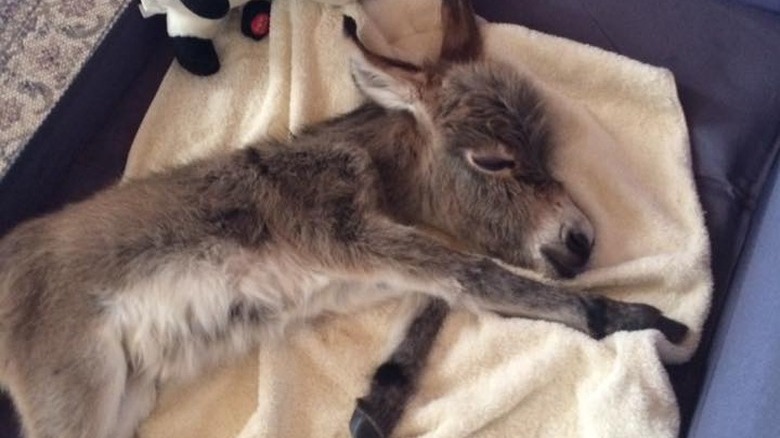 Miniature donkey sleeping in a dog bed.