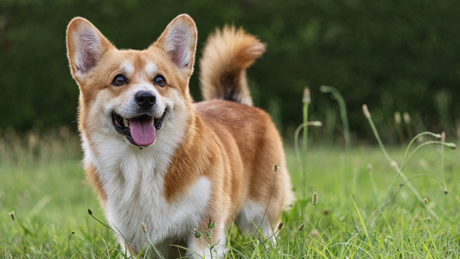 These 26 Corgi Mixes Prove The Best Things In Life Come In Small