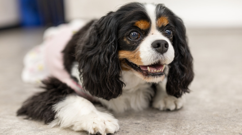A happy-looking Cavalier King Charles spaniel lying on the floor.