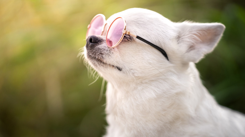 A white chihuahua in sunglasses staring at the sky.