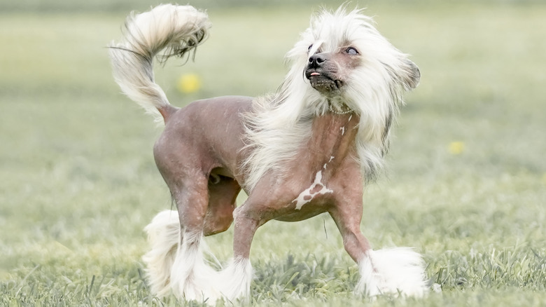 A hairless Chinese crested standing in a field.
