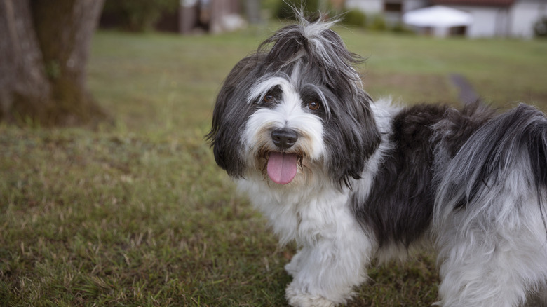 A havanese with a ponytail standing in a grassy field.