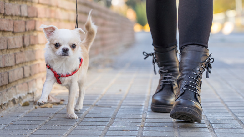 A chihuahua walking on a leash
