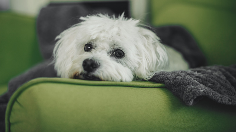 A pure white Maltese lying under a blanket on a green couch.