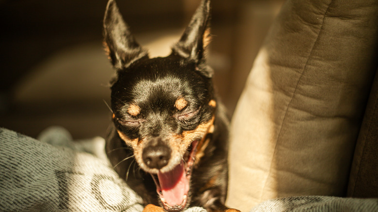 A miniature pinscher lying on a couch with sunlight on its face.