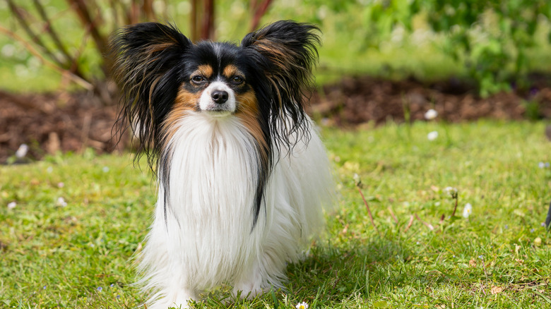 A large-earing papillon standing alone in a grassy area.