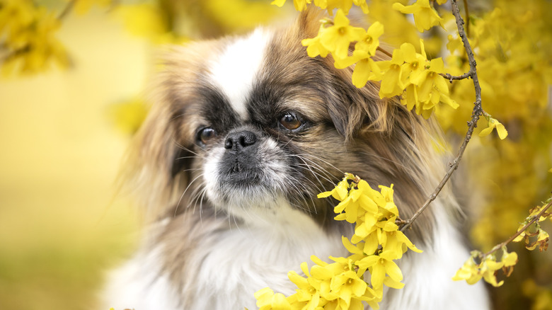 A brown-and-white pekingese with its next to yellow flowers on a bough.
