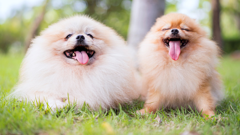Two fluffy pomeranians sitting in the grass with their tongues sticking out.