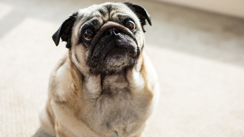 A pug sitting on carpet and looking up toward the ceiling.