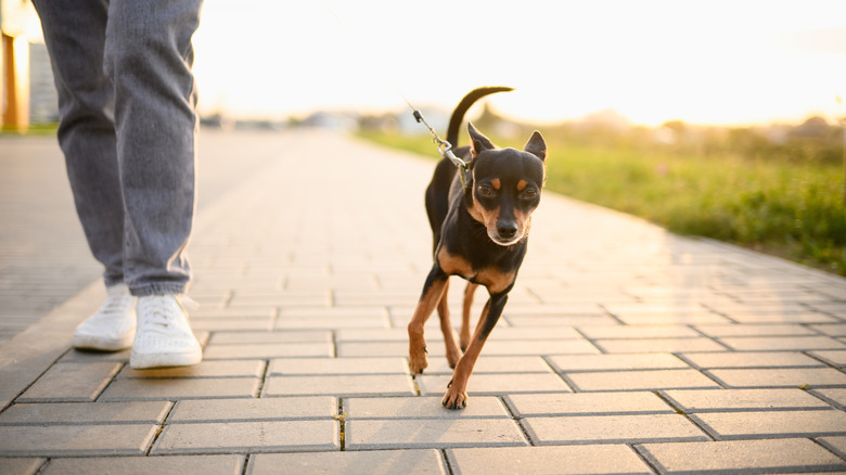 A leashed Russian toy walking next to a person wearing jeans.
