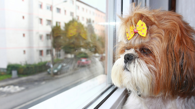 A shih tzu in a yellow, bow-shaped hair tie looking out the window.