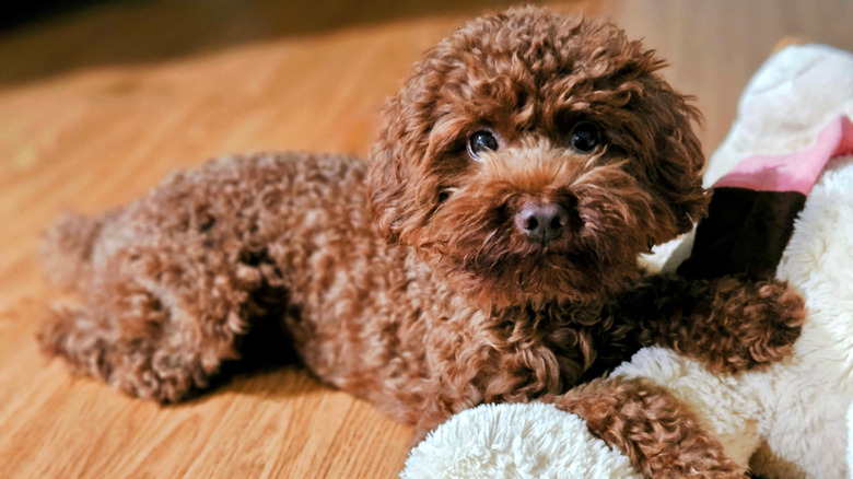 A chocolate brown toy poodle sitting on a wooden floor with its paws resting on a stuffed toy.