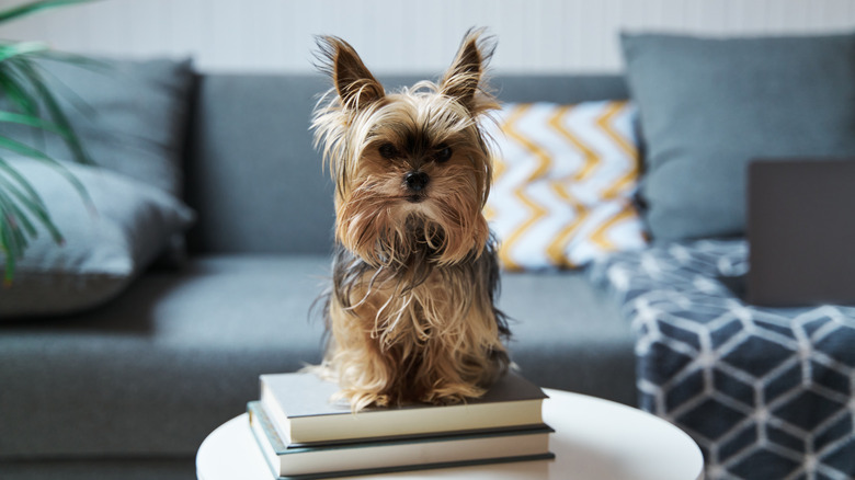 A yorkshire terrier perched atop a stack of books on a coffee table.
