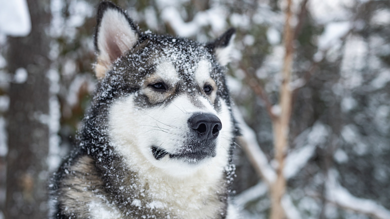 An Alaskan malamute sitting outside, its face covered in snow.