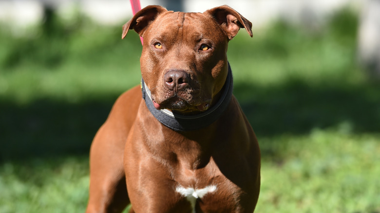A brown and muscular pit bull standing on grass.