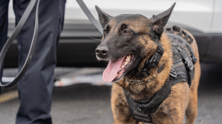 A Belgian Malinois police dog on a leash.