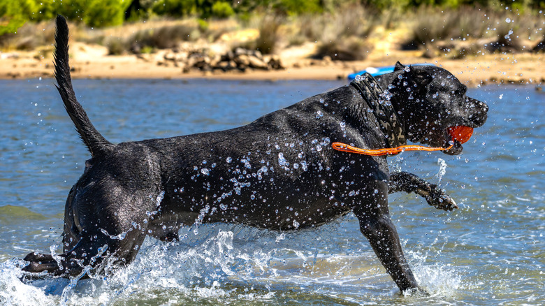 A black cane corso running in water with a toy in its mouth.